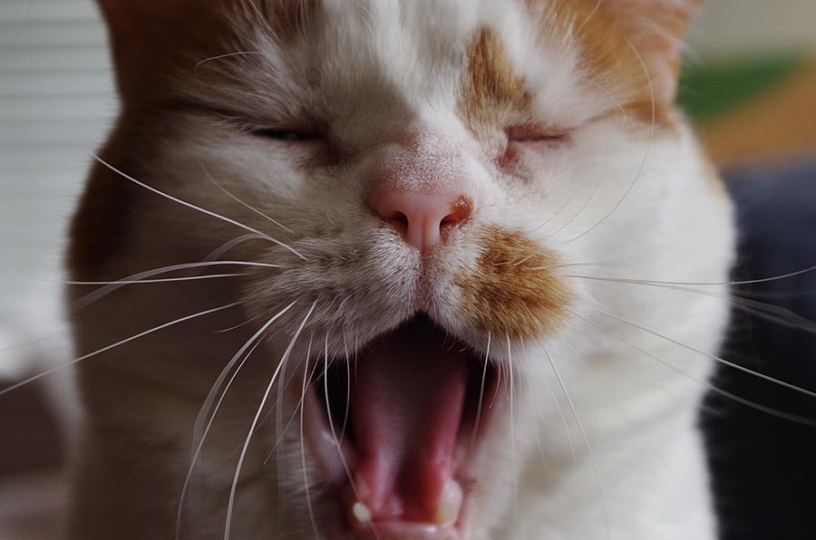 Yawning Cat Photograph by Sharon Popek