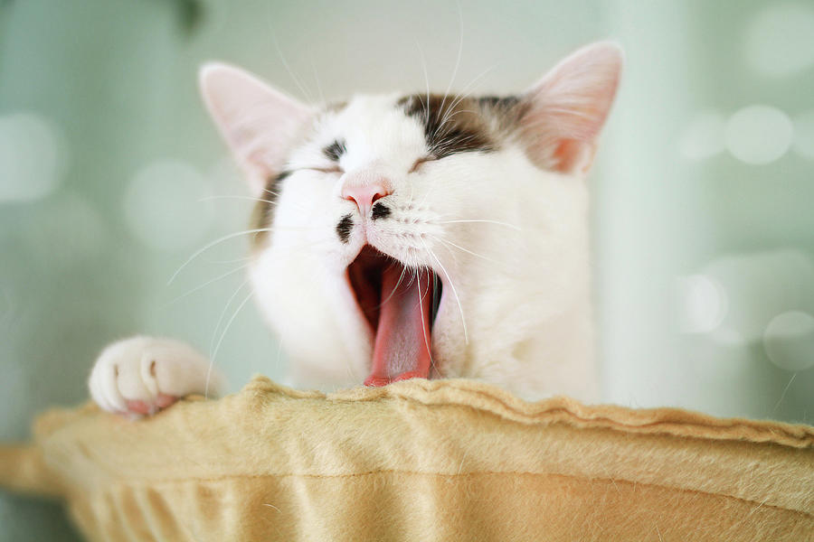 Yawning Cat Photograph by Yurif