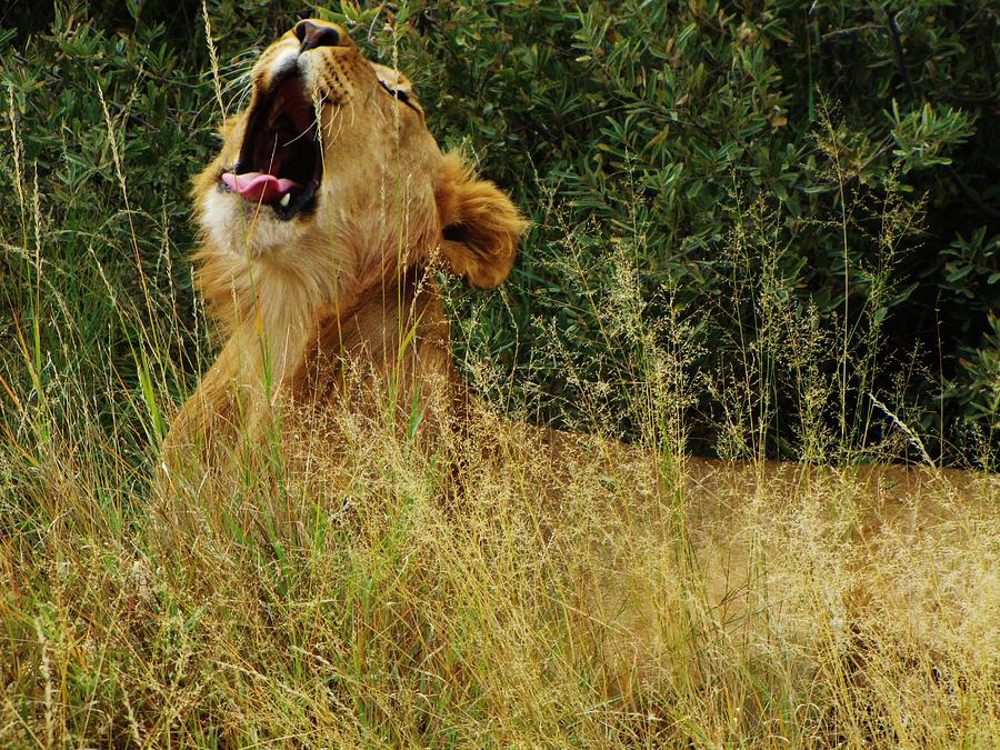 Yawning Photograph by Charles Ray