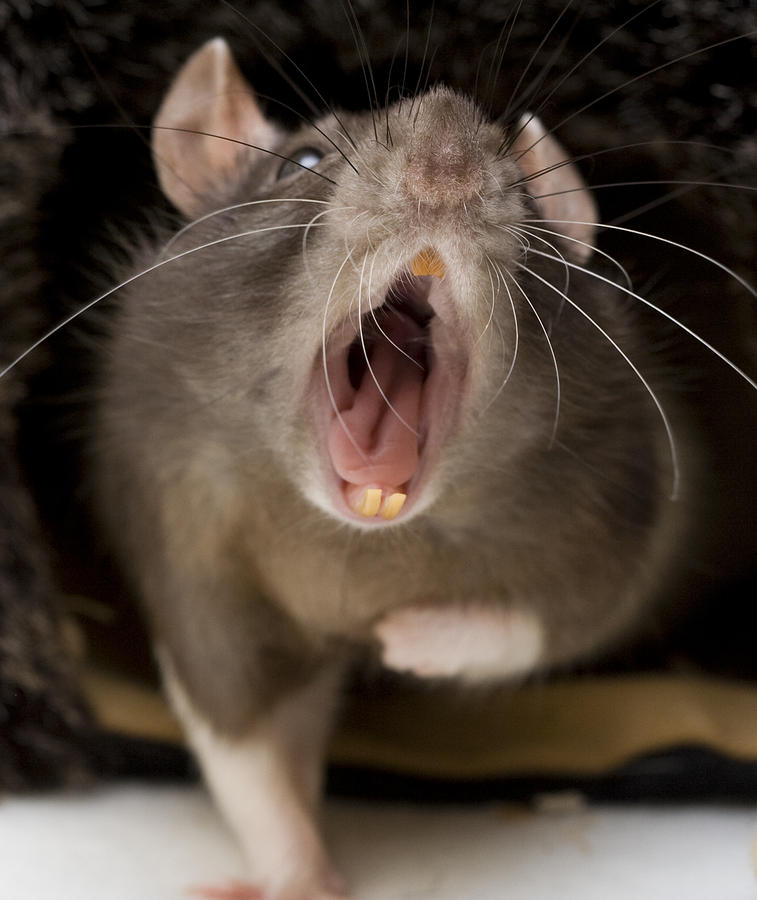 Yawning fancy rat Photograph by Arathrael Photography