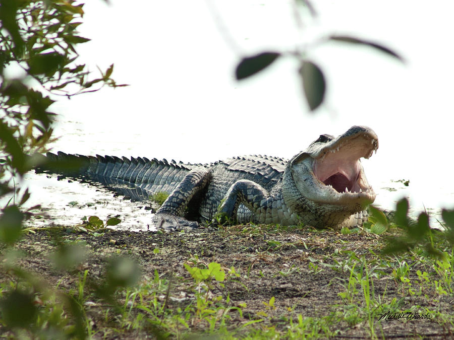 Alligator Photograph - Yawning Gator at Green Cay Boynton Beach Florida by Michelle Constantine