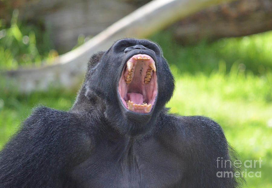 Yawning Gorilla Photograph by Jim Fitzpatrick