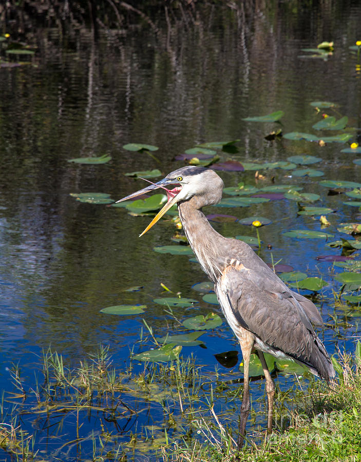 Yawning Heron Photograph by Agnes Caruso