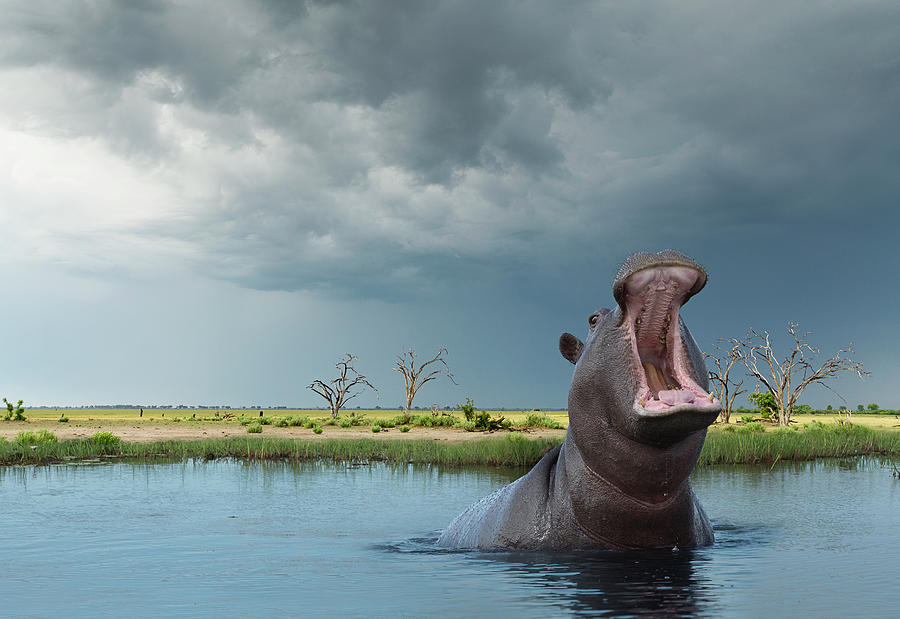 Yawning Hippo Hippoptamus Amphibius Photograph by Buena Vista Images