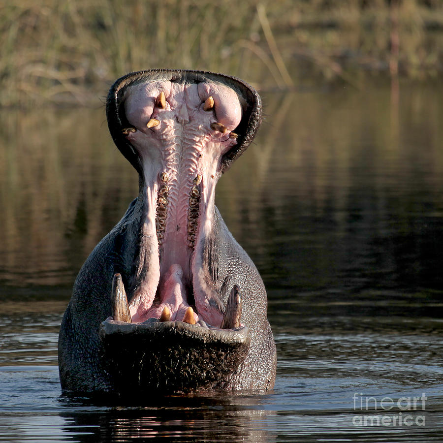 Yawning Hippo Photograph by Liz Leyden