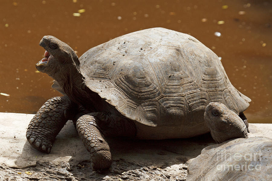 yawning juvenile Galapagos Giant Tortoise Photograph by Jason O Watson ...