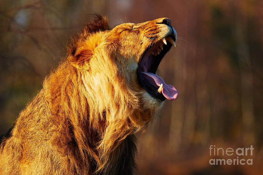 Yawning lion in a forest Photograph by Nick  Biemans