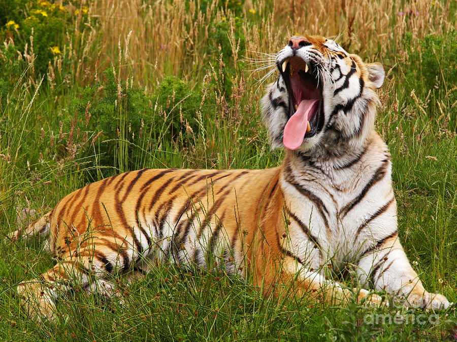 Yawning Siberian tiger  Photograph by Nick  Biemans