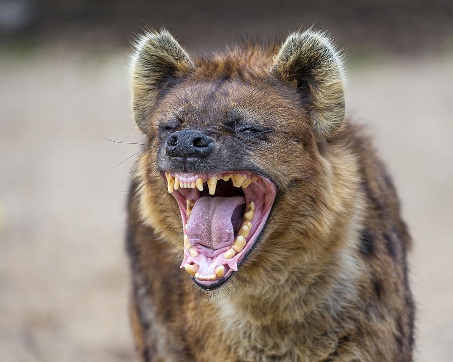 Yawning spotted hyena Photograph by Picture by Tambako the Jaguar