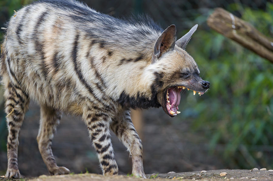 Yawning striped hyena Photograph by Picture by Tambako the Jaguar