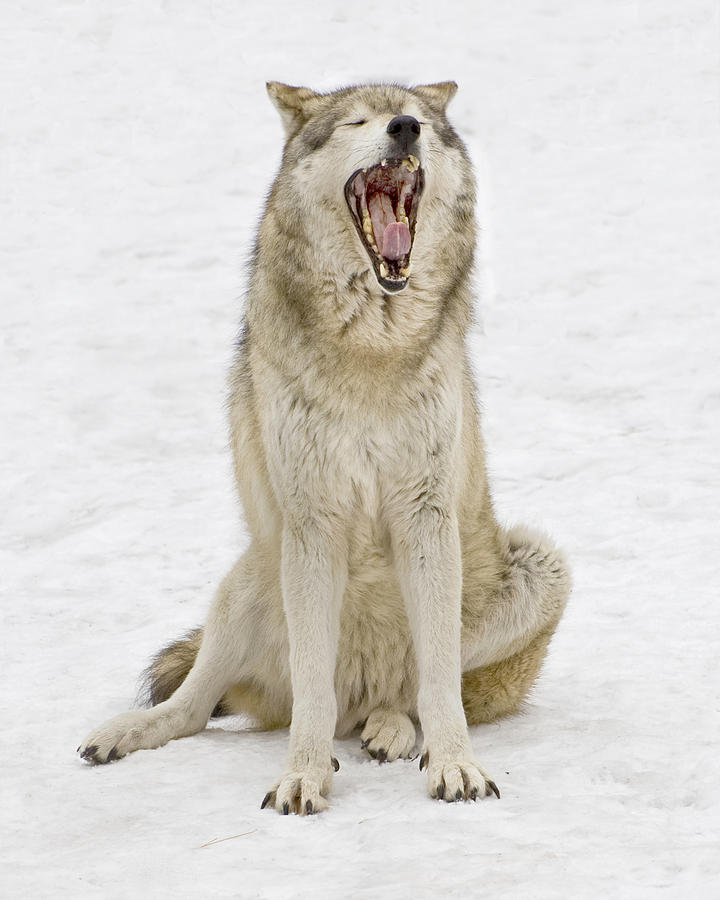 Yawning Wolf Photograph by Gary Slawsky