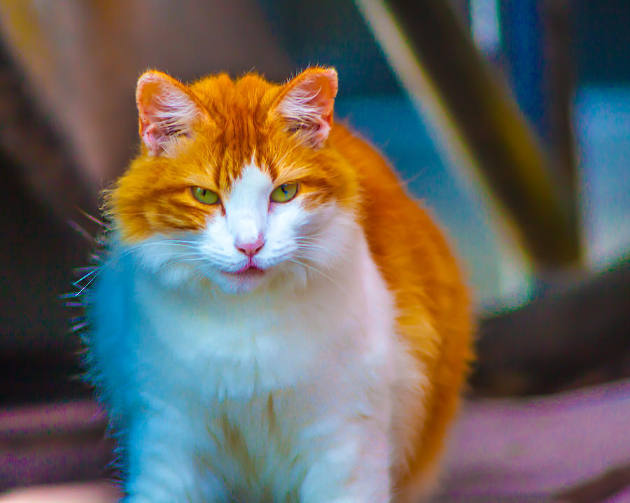 Tampa Photograph - Ybor Cat by Ybor Photography