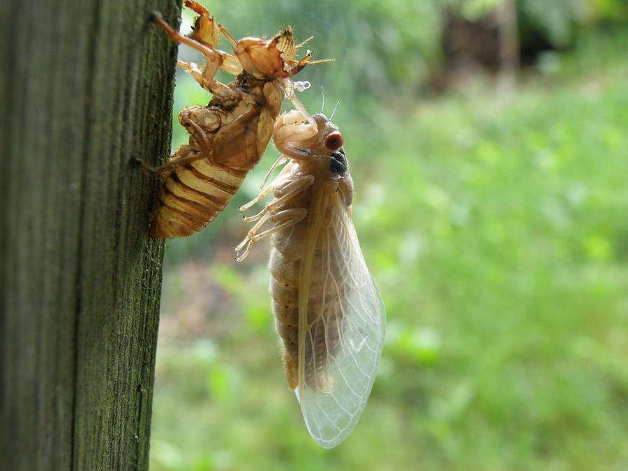 Insects Photograph - Year Of The Cicada by Tina Camacho
