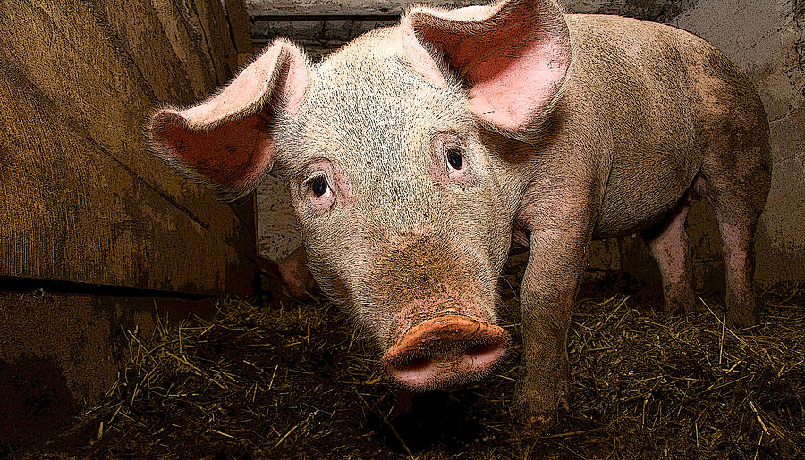 Year of the Pig Photograph by John Bartosik