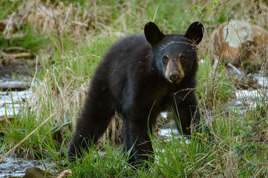 Spring Photograph - Yearling Black Bear by Charlie Choc