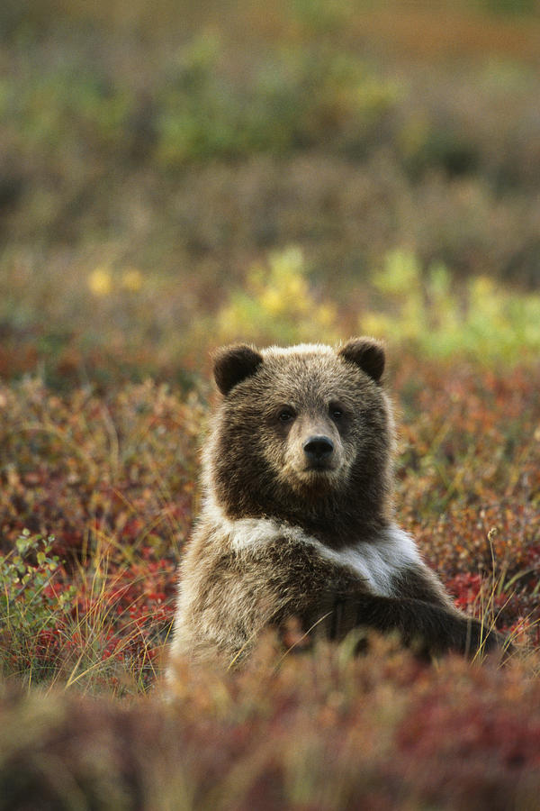Yearling Brown Bear Cub Sits In Autumn Photograph by Harry Walker