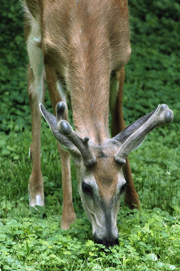 Yearling Buck in the Clover Photograph by Gene Walls