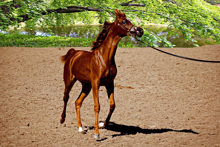 Horse Photograph - Yearling fun by Barbara Zahno