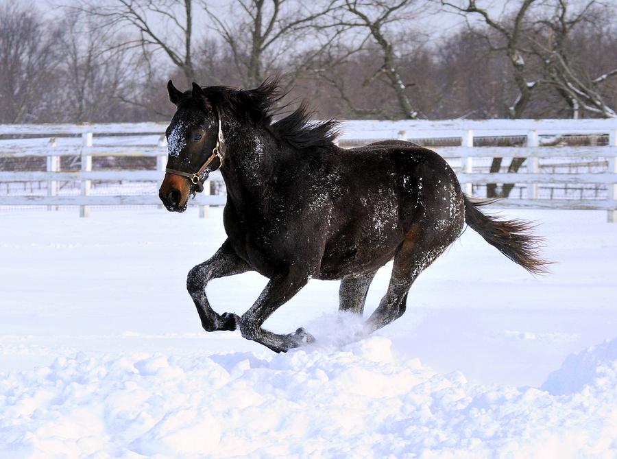 Horse Photograph - Yearlings First Snow by Mike Quinn