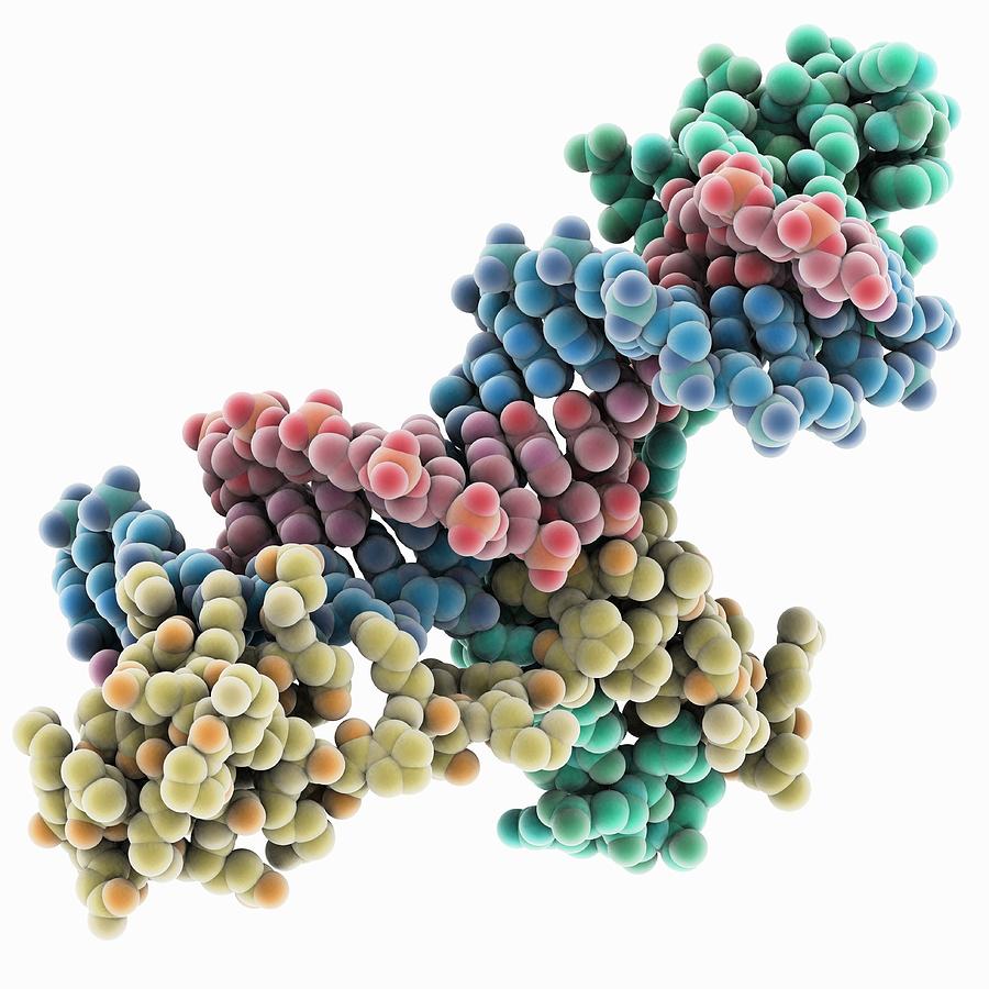 Yeast DNA recognition, molecular model Photograph by Science Photo ...