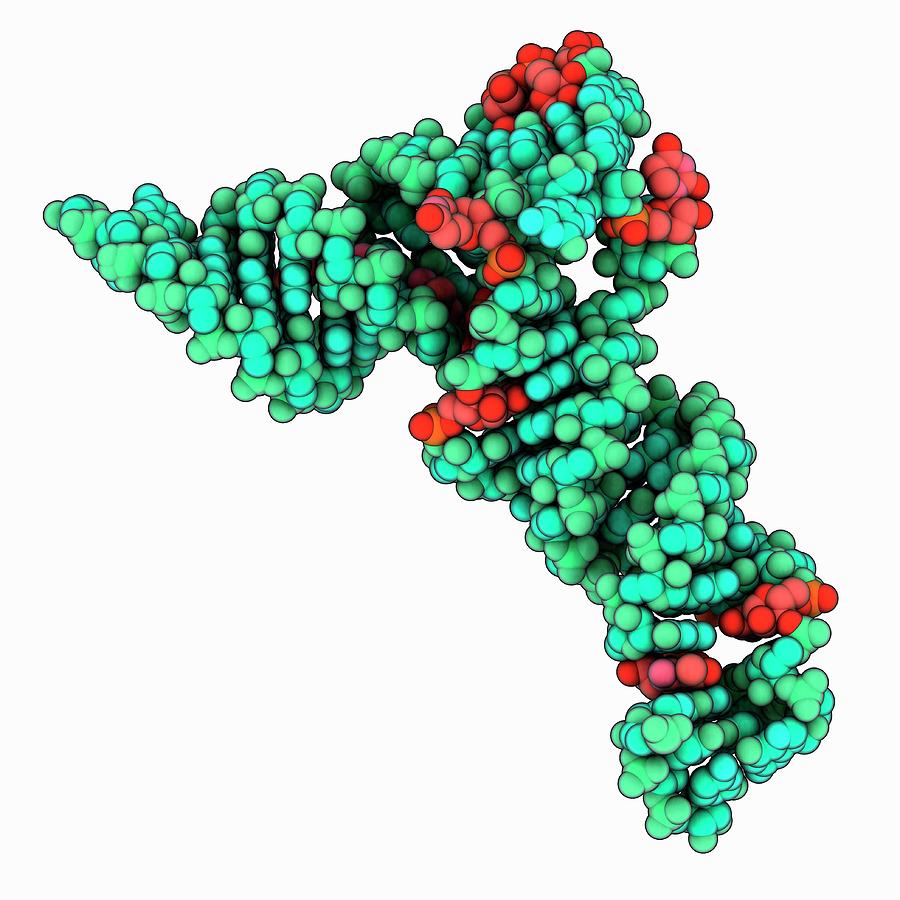 yeast-transfer-rna-molecule-photograph-by-laguna-design-science-photo