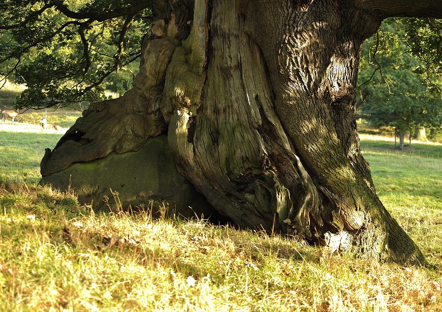 Yee Old Tree Photograph by Moments In Time Photographics - Fine Art America