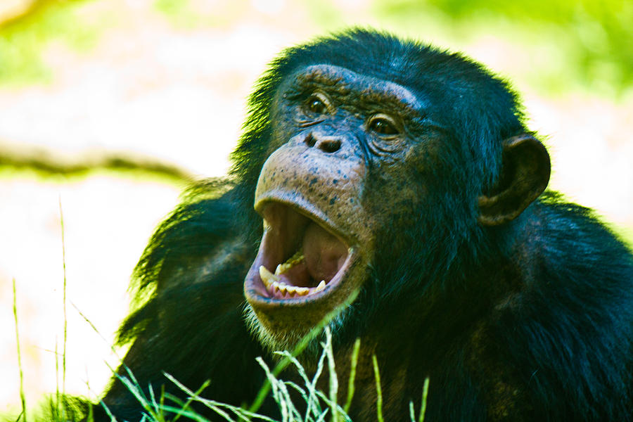 Yelling Chimp Photograph by Jonny D