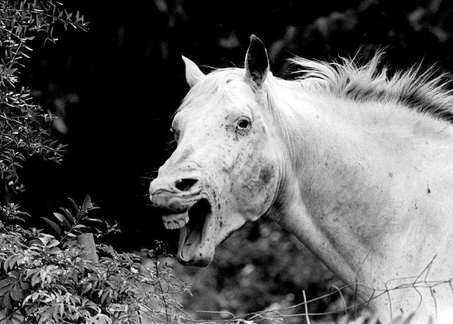 Vintage Photograph - Yelling Horse by Retro Images Archive