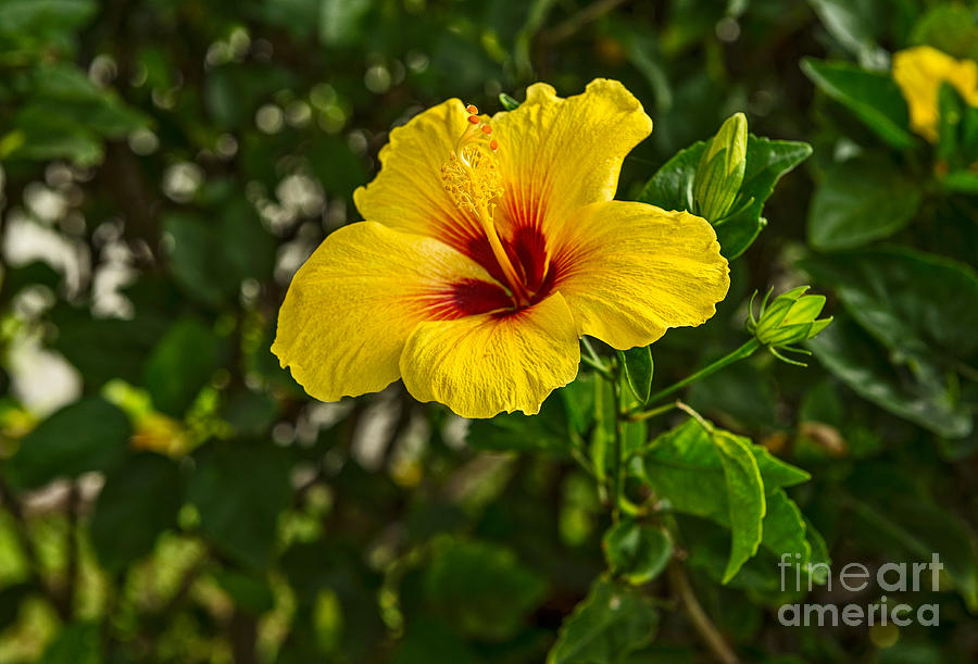 Flowers Still Life Photograph - Yellow - beautiful hibiscus flowers in bloom on the island of Maui. by Jamie Pham