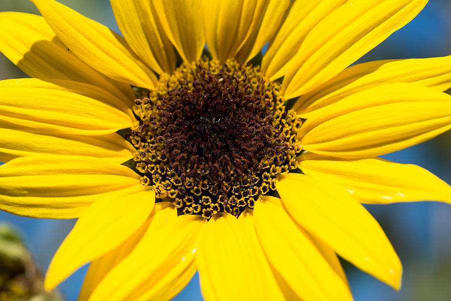 Yellow 2 Photograph by Jason Carncross - Fine Art America