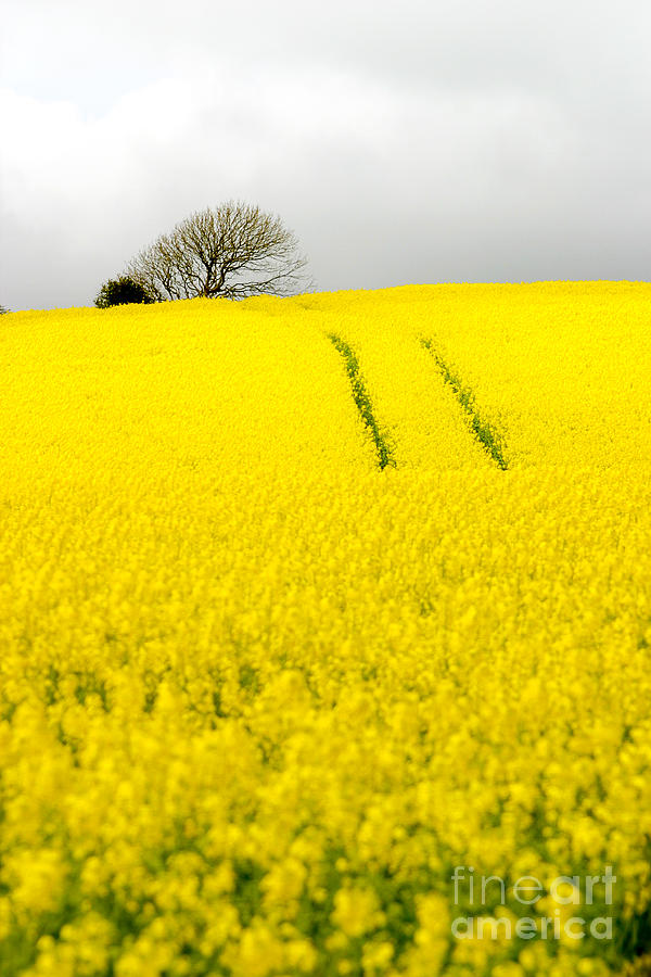 Landscape Photograph - Yellow by Alan Oliver