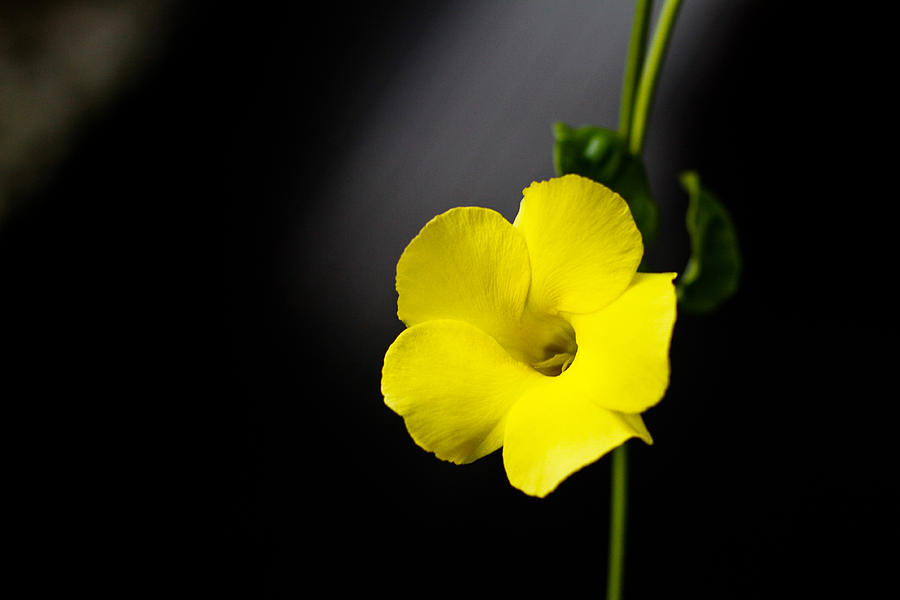 Yellow Allamanda Photograph - Yellow Allamanda by Donald Chen Yellow Allamanda Photograph - Yellow Allamanda by Donald Chen
