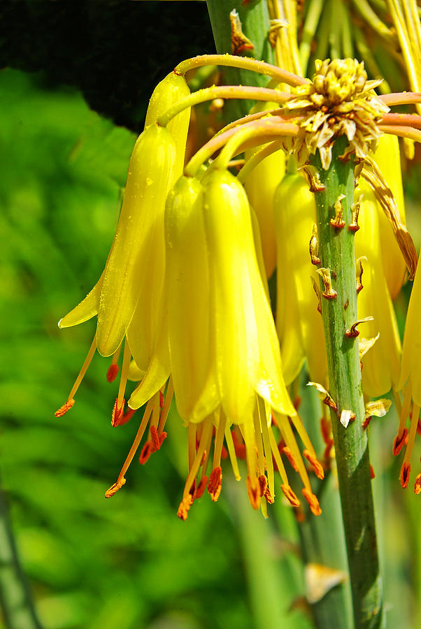 Yellow Aloe Photograph