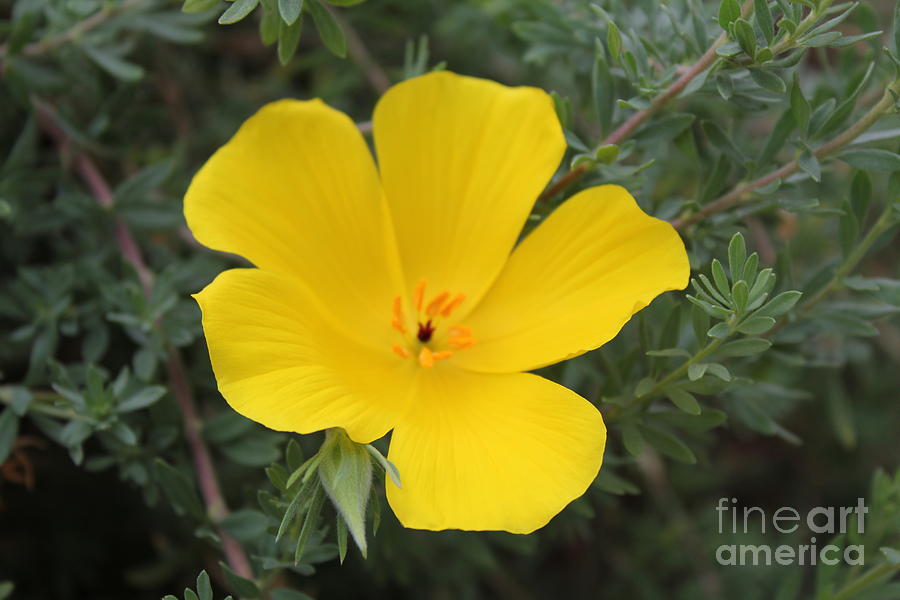 Yellow Alpine Flower Photograph by David Grant