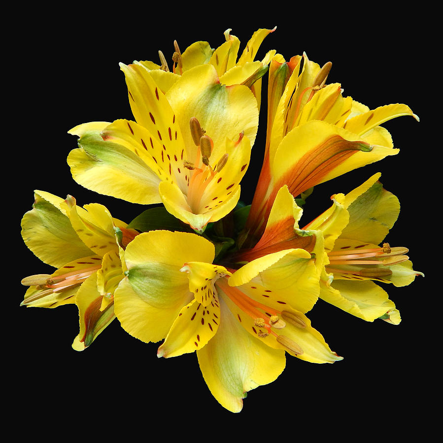 Yellow Alstroemerias I Still Life Flower Art Poster #1 Photograph by Lily Malor