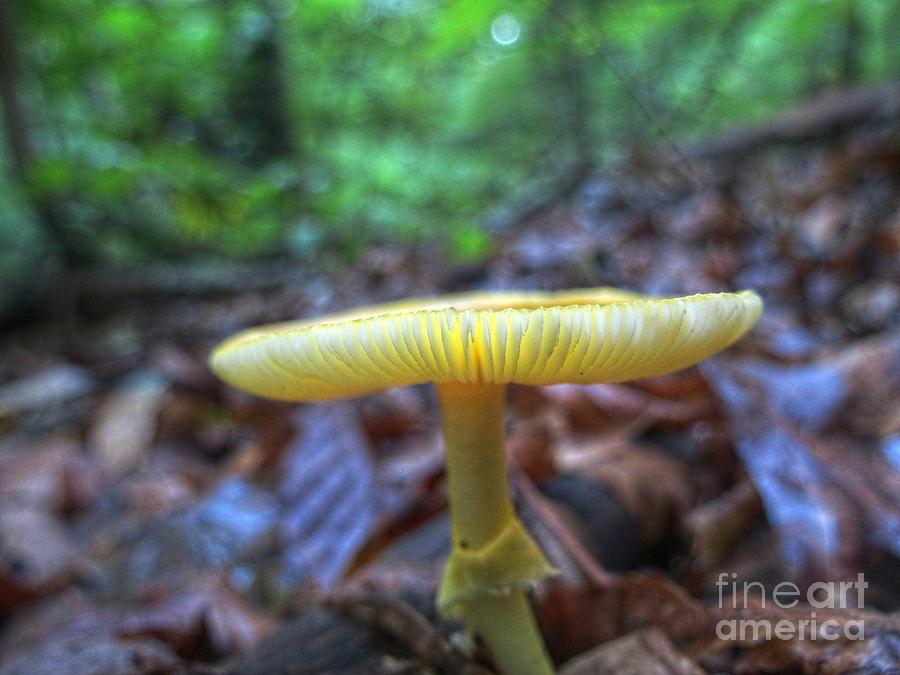 Yellow Amanita Photograph by Chuck Buckner - Fine Art America