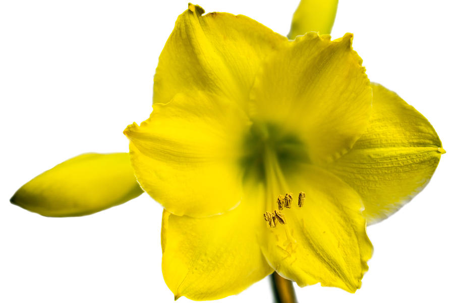 Yellow Amaryllis Flower Photograph by Frank Gaertner Pixels