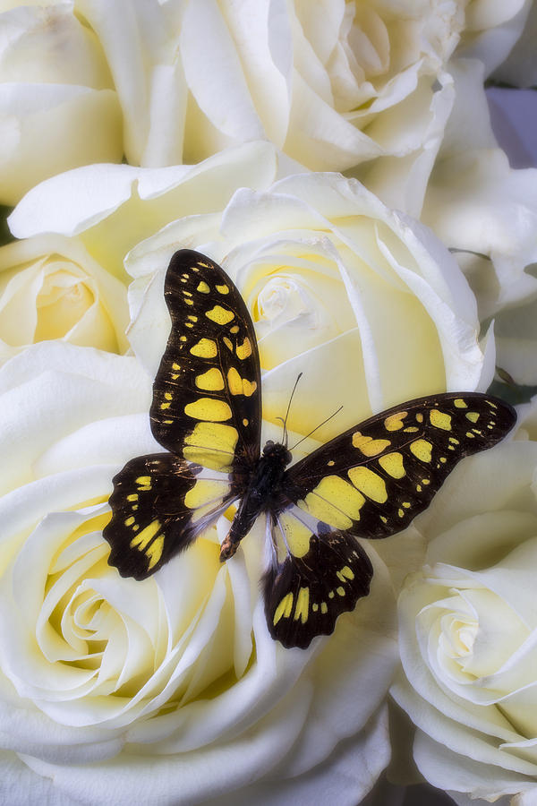 Yellow and black butterfly Photograph by Garry Gay