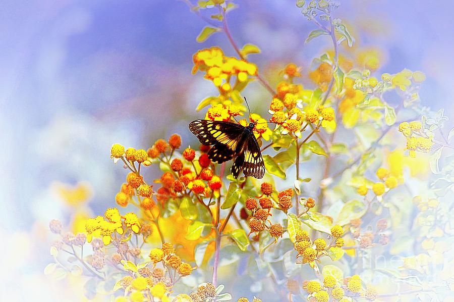 Yellow And Black Butterfly Photograph by John  Kolenberg