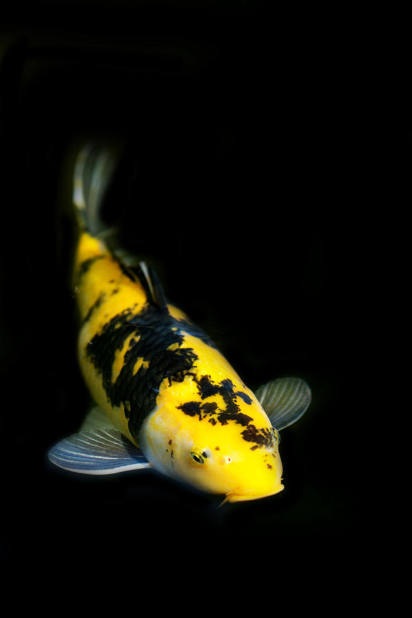 Koi Photograph - Yellow and Black Koi by Rebecca Cozart