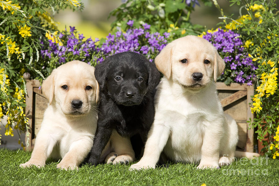 Yellow And Black Labrador Puppies Photograph by Jean-Michel Labat