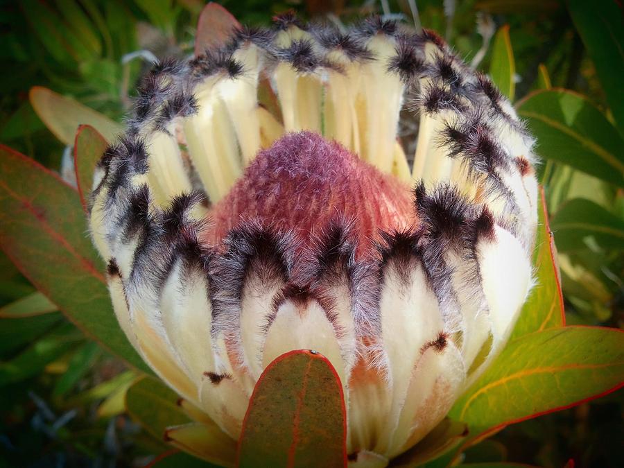 Yellow and Black Protea Photograph by Wendy Yee - Fine Art America