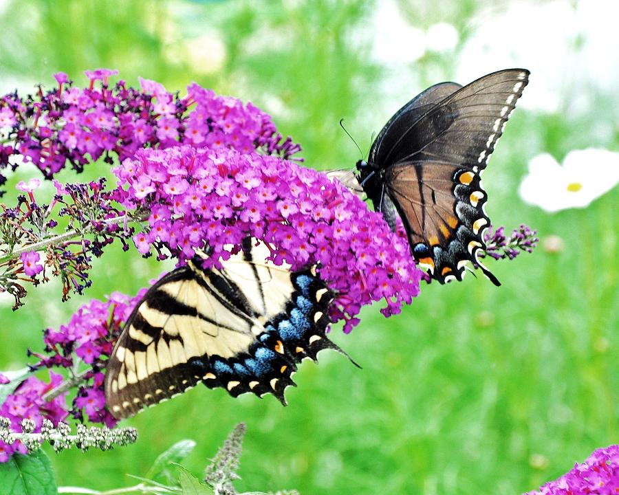 Nature Photograph - Yellow and Black Swallowtail Butterflies by Kim Bemis