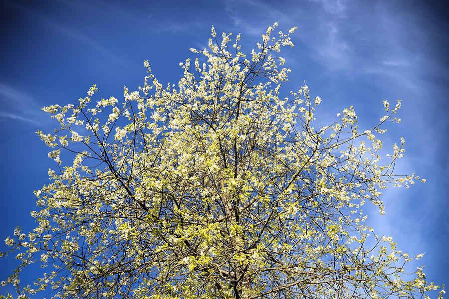 Yellow and blue - blooming tree in spring Photograph by Matthias Hauser