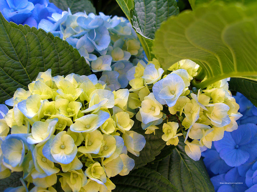 Yellow and Blue flowers Photograph by Brian Gilna