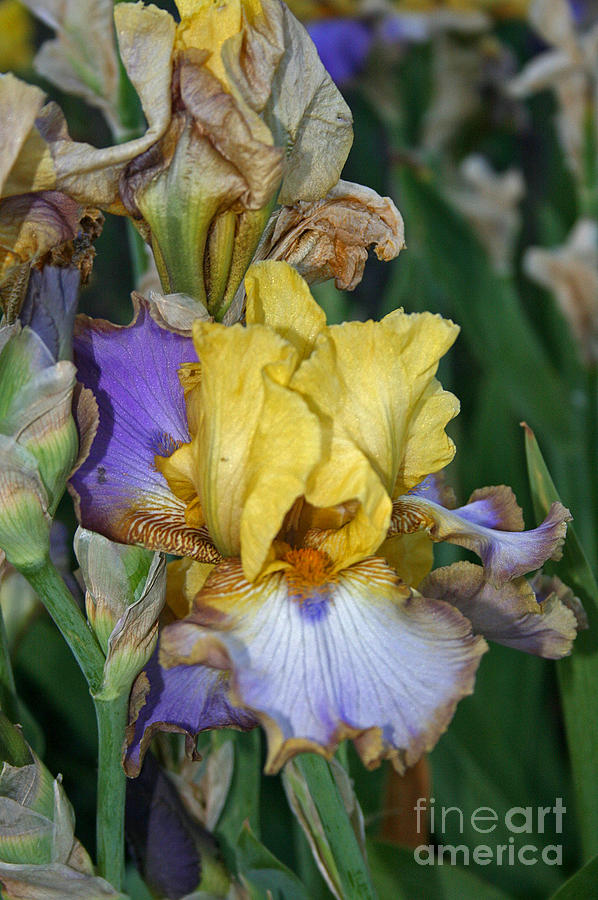 Yellow and Blue Iris Photograph by Alison Caltrider