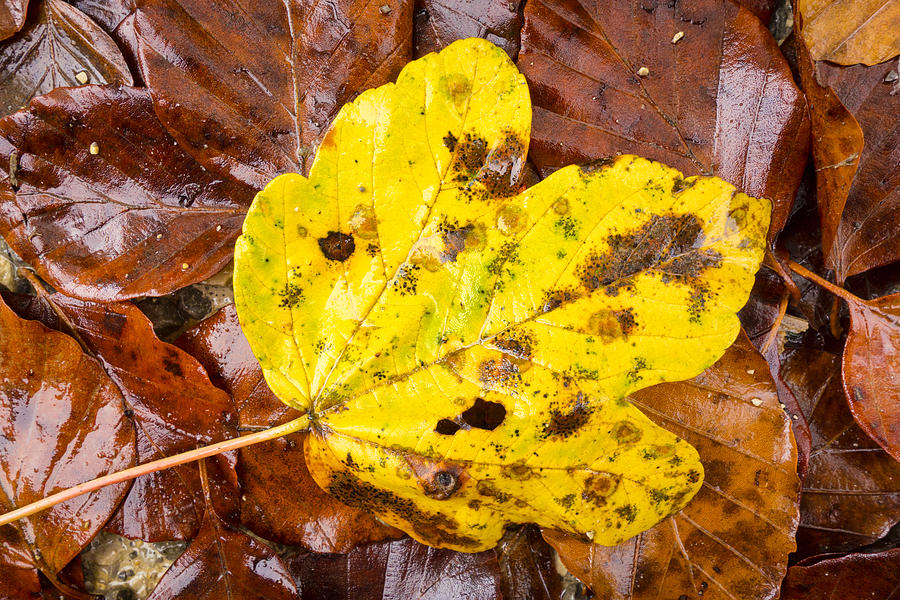 Yellow and brown foliage in fall Photograph by Matthias Hauser