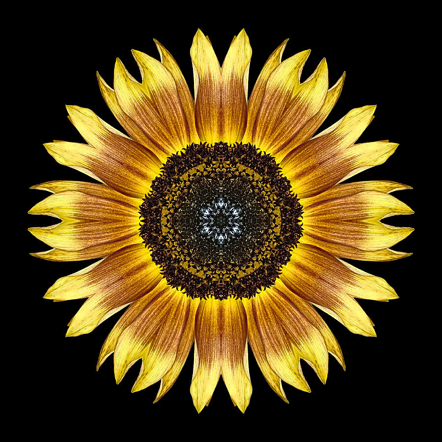 Yellow and Brown Sunflower Flower Mandala Photograph by David J Bookbinder