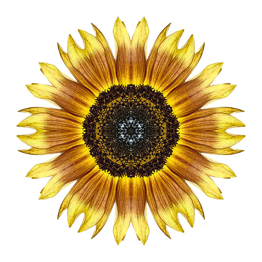 Yellow and Brown Sunflower I Flower Mandala White Photograph by David J Bookbinder
