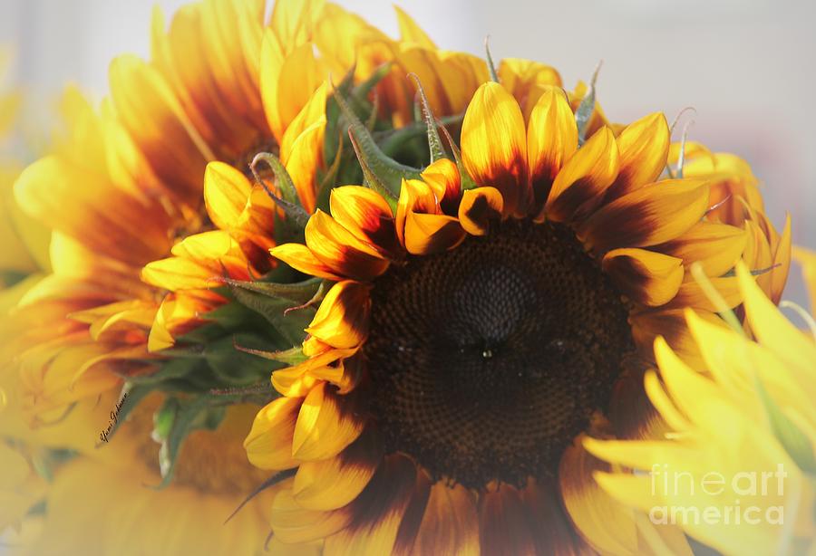 Yellow and Brown sunflowers Photograph by Yumi Johnson